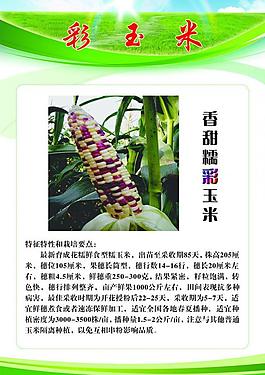 彩玉米展板圖片