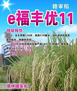 水稻 展板图片