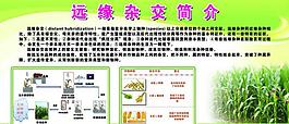 遠緣雜交簡介展板圖片