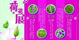 荷花 展板圖片