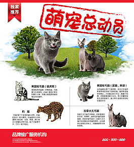 萌寵總動員
