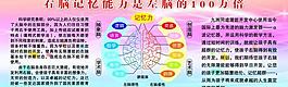 左右腦功能圖展板圖片