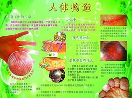 人體構(gòu)造 皮膚知識(shí)展板圖片
