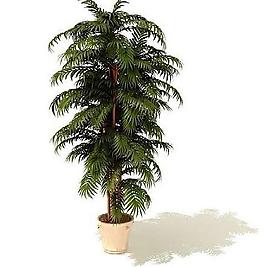 3d植物圖片