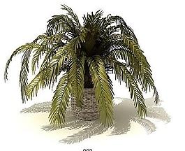 3d植物圖片