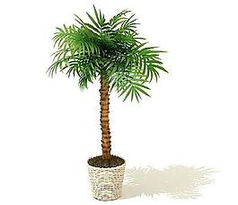 3d植物圖片