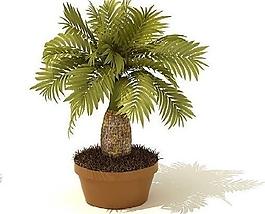 3d植物圖片