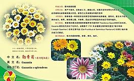 勛章菊展板圖片