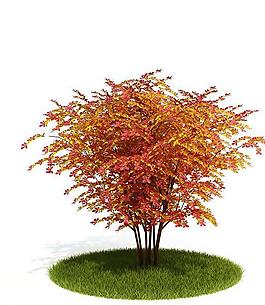 3d精美樹木模型圖片