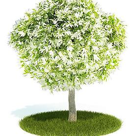 3d精美樹木模型圖片