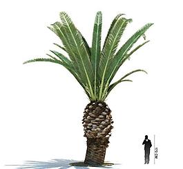 3d绿色植物模型图片