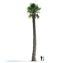 精美樹木3d模型圖片