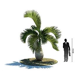 绿色植物3d模型图片