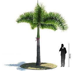 3d精美樹木模型圖片