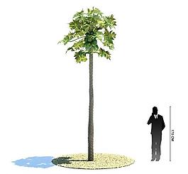 3d精美樹木模型圖片