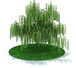 3d精美綠色樹木模型圖片