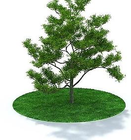 精美樹木3d模型圖片