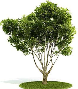 3d綠色樹木模型圖片