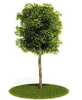 3d綠色樹木模型圖片