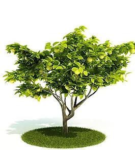 3d綠色樹木模型圖片