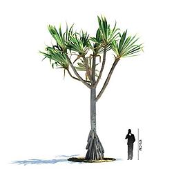 3d精美樹木模型圖片