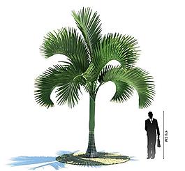 3d精美樹木模型圖片