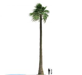 3d綠色樹木模型圖片