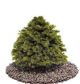 3d綠色樹木模型圖片