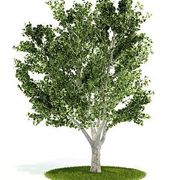 3d精致樹(shù)木模型圖片