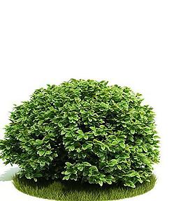 綠色灌木3d模型圖片