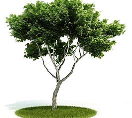 3d精美樹木模型圖片