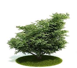 3d精美樹木模型圖片