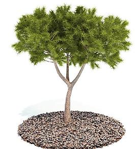 3d精美樹木模型圖片