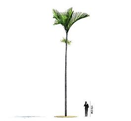 3d精美樹木模型圖片