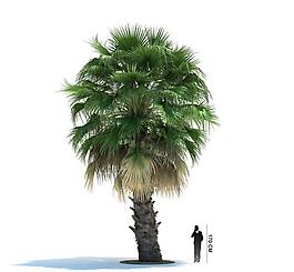 3d精美樹木模型圖片