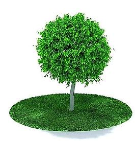 3d精美樹木模型圖片