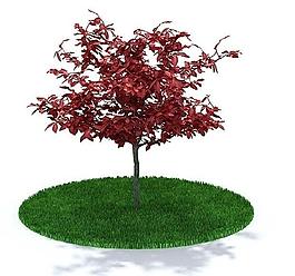 3d精美樹木模型圖片