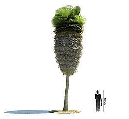 漂亮树木3d模型图片