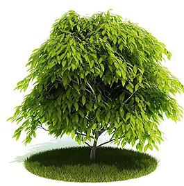 綠色樹木三維模型圖片