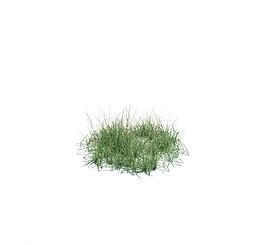 植物模型 小草模型圖片