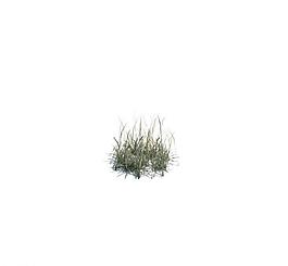 植物模型 小草模型圖片