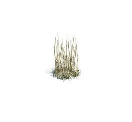 植物模型 小草模型圖片