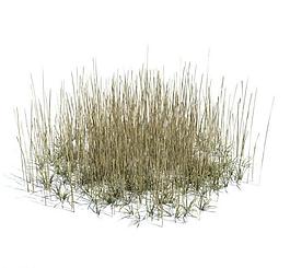 植物模型 小草模型圖片