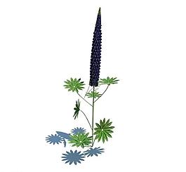植物模型 小草模型圖片