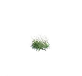 植物模型 小草模型圖片
