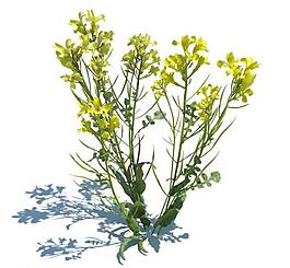 植物模型 小草模型圖片