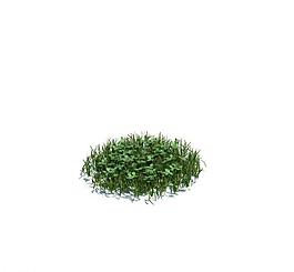 植物模型 小草模型圖片