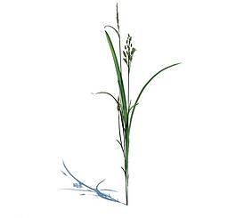 植物模型 小草模型圖片
