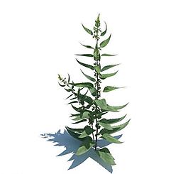 植物模型 小草模型圖片