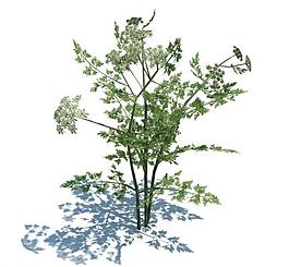 植物模型 小草模型圖片